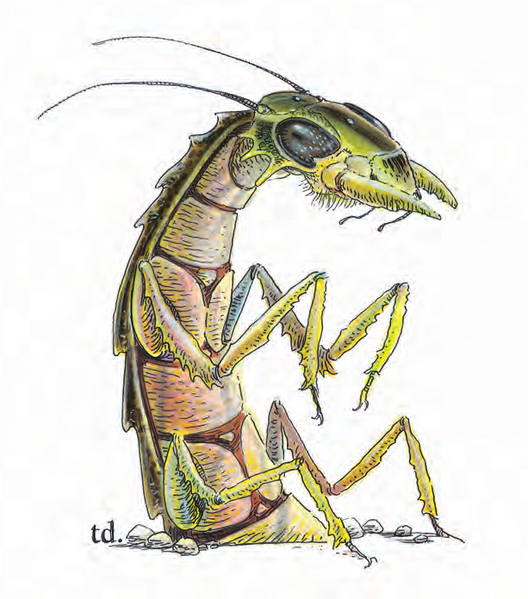 File:Ankheg MM 2e.png