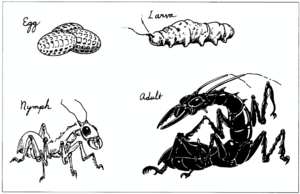 Ankheg life cycle.png