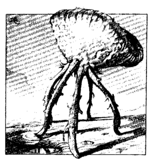 Basidirond Dragon 68.png