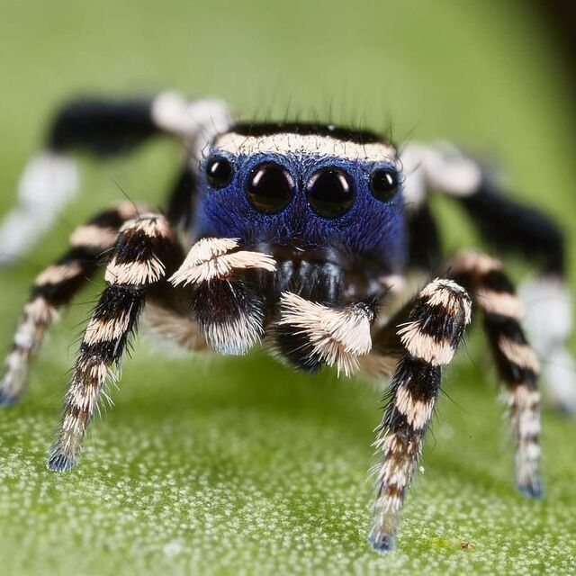 Spider - 2d4chan