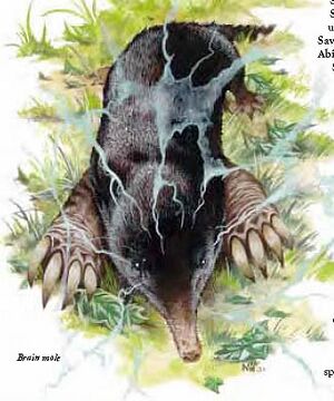 Brain mole 3.jpg