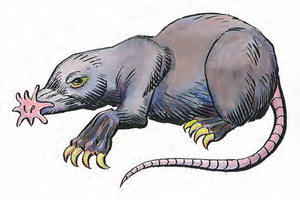 Brain mole MM 2e.png