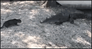 Cat vs crocodilian.gif