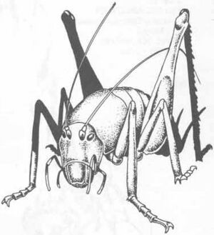 Cave cricket MM2 1e.jpg