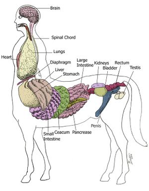 Centaur Anatomy.jpg