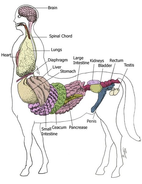 File:Centaur Anatomy.jpg