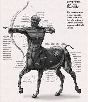 Centaur Muscles.jpg