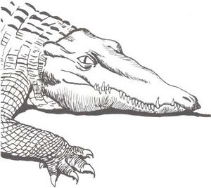 Crocodile MC2.jpg