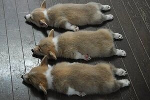 Cute-corgi-puppies-sleeping.jpg