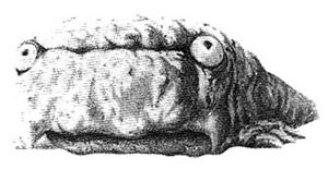 EatingSquig.jpg