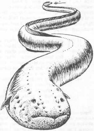 Electric eel MM2 1e.jpg