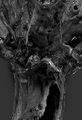 Thumbnail for version as of 20:22, 21 January 2025