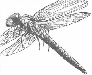 Giant dragonfly MC5.jpg