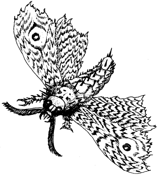 File:Giant moth WD 49.png