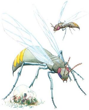 Giant wasp First Quest.jpg