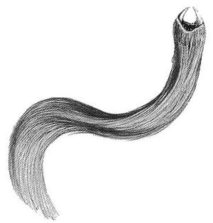 Hairy.jpg