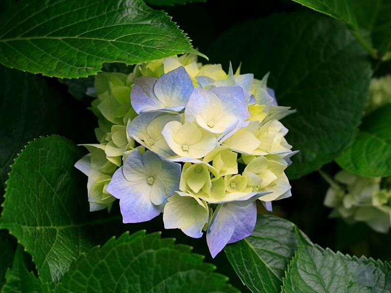 File:Hydrangeas.jpg