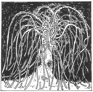 Lorelei willow WD 31.jpg