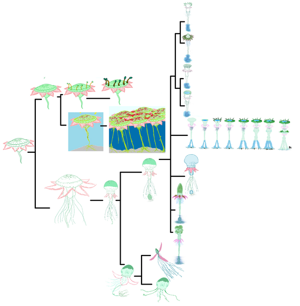 File:Lub.png