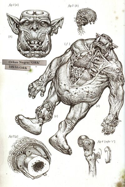 File:Ork Anatomy.jpg