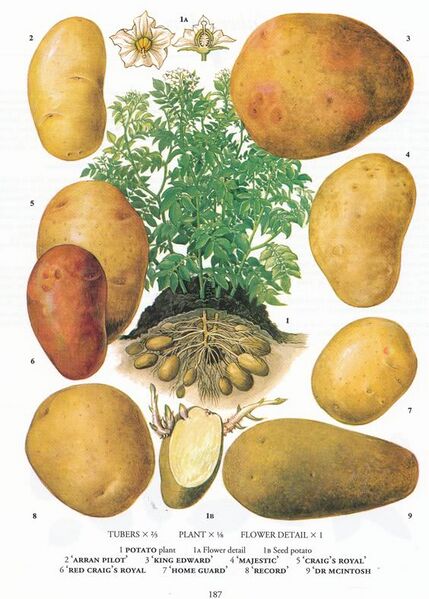 File:Potato plant.jpg
