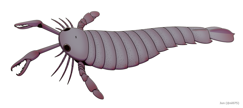 File:Pterygotus.png
