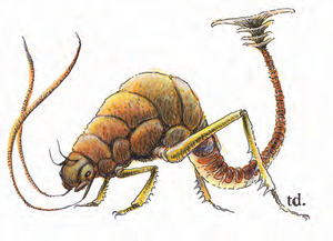 Rust monster MM 2e.png