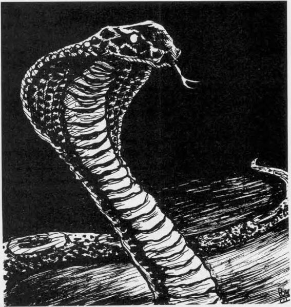 File:Shadow asp DoDread.jpg