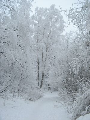 Skogsstig vid universitetsbacken vinter-2 2010.jpg