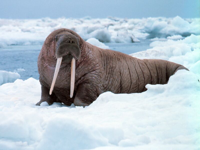 File:Walrus.jpg