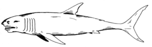 Wereshark 1e.png
