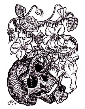 Yellow musk creeper 1.jpg