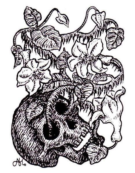 File:Yellow musk creeper 1.jpg